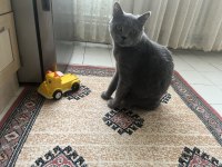 British shorthair erkek kedimiz sahiplendirilecek