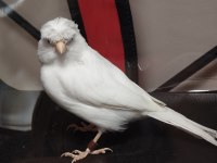 Malinua Ve Alman Tepeli Kanaryalar
