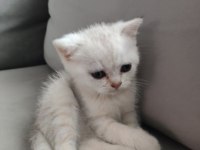 British shorthair yavrularımız