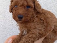 8 adet toy poodle uyguna sahiplendirilecek acil