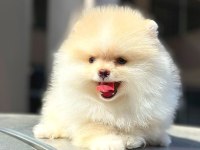 ayı surat pomeranian boo
