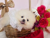 Pomeranian Boo Dişi ve Erkek Yavrular