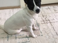 Jack russell 6 yaşında erkek