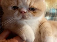 Exotic shorthair Oğlumuza Yuva Arıyoruz | Redpoint