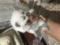 20 günlük yavru kediler