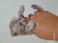 Yavru scottish fold