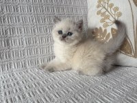 Kedimiz British Shorthair 55 Günlük