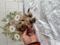 TEACUP VE 0 NO MALTİPOO BEBEKLERİM