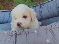 Maltes terrier