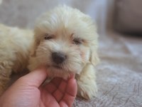 Maltipoo yavrumuz