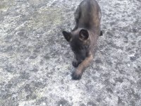 Kalite malinois yavruları 1 dişi ve 1 erkek