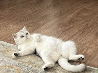 Güzeller güzeli british shorthair pamuk