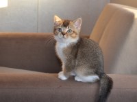 British Shorthair Black Golden Bicolor Yavrular