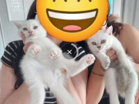 British longhair 2.5 aylık 2 dişi 2 erkek