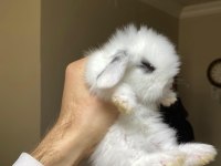 Safkan Hollanda cüce ve mini tavşanlar gönderilir