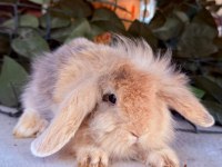 ORJINAL HOLLANDA TEDDY LOP TAVŞANLAR