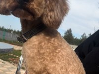 Yetişkin orjinal toy poodle erkek eğitimli
