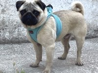 Genç Erkek Pug