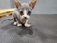 T cub Sfenks
