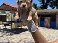Maltipoo yavrularımız ruhsatlı çiftliğinden