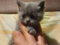 Sevimli British Shorthair Bebekler