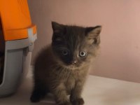 Çikolata mavi göz bebek