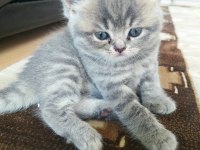 07.04.2023 Doğumlu British Shorthair Yavrular