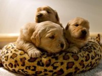 Bebek yüzlü Golden Retriever Yavrular