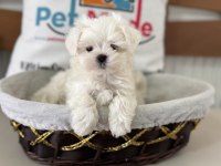 Tea cup kore kan maltese petmode den