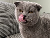 Ücretsiz sahiplendirilecek scottish fold