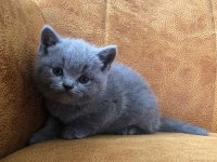 Scottish fold cinsi yavru kediler