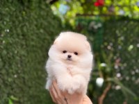 Show Kalite Pomeranian Boo Yavrularımız