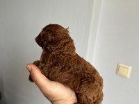 Kore kan red poodle