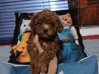 Toy poodle yavrularımız