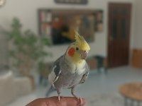 2 Yaşında Evcil Konudan Sultan Papağanı