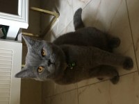 Kedimiz paşa turp gibi yanında tüm malzemeleri dahil