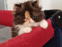 EXOTİC SHORTHAİR VE EXOTİC LONGHAİR KEDİSİ