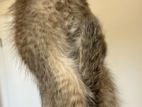 British Shorthair Leopar desenli Yavrum
