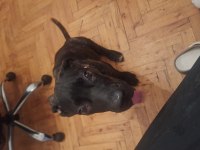 Ücretsiz yavru cane corso
