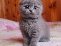 Scottish fold yavru