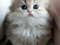 Pofuduk AY Golden British Longhair