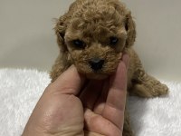 Sıfır numara toy poodle dişi