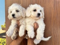 Kar beyaz maltese minyatür