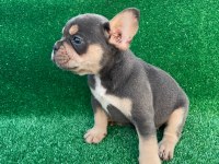 IRK GARANTİLİ FRENCH BULLDOG YAVRULAR
