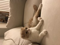 Pamuk kızımıza yuva arıyoruz scottish fold