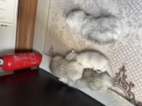 British shorthair silver