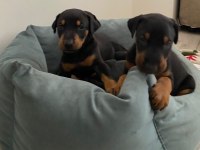 Doberman Amerikan Cinsi
