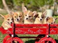 Corgi bebeklerimiz güzellikleri ile hayran bırakıyor