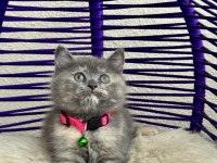 British Shorthair Yavrular