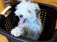 Toy Poodle Yavruma Yuva Arıyorum